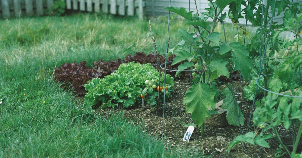 Planche de légumes de saison variés découpés, prêts pour une session de batch cooking équilibré